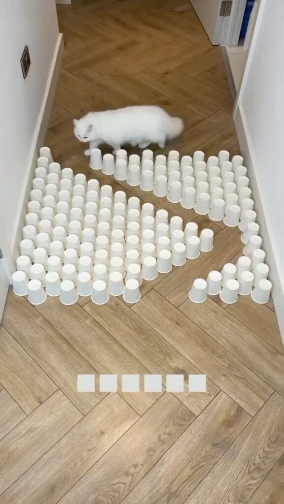 Cute Cat Moment