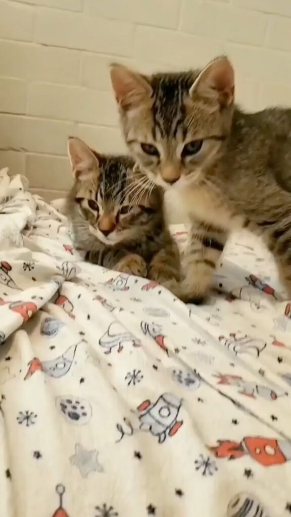 Need a pillow bro?