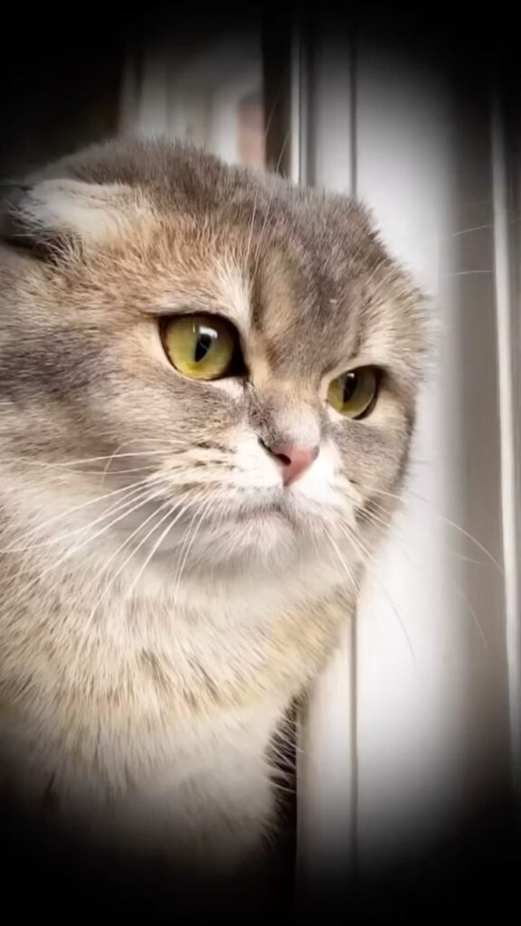 Special agent Pixie is on a secret mission.