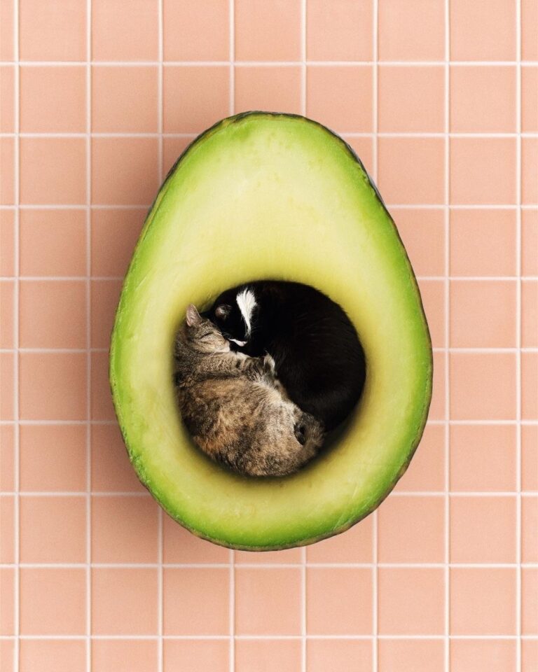 Shh! We’re Avocuddlin’!