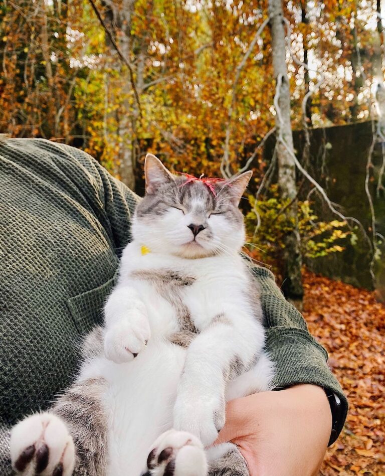Wake meow up when winter ends!