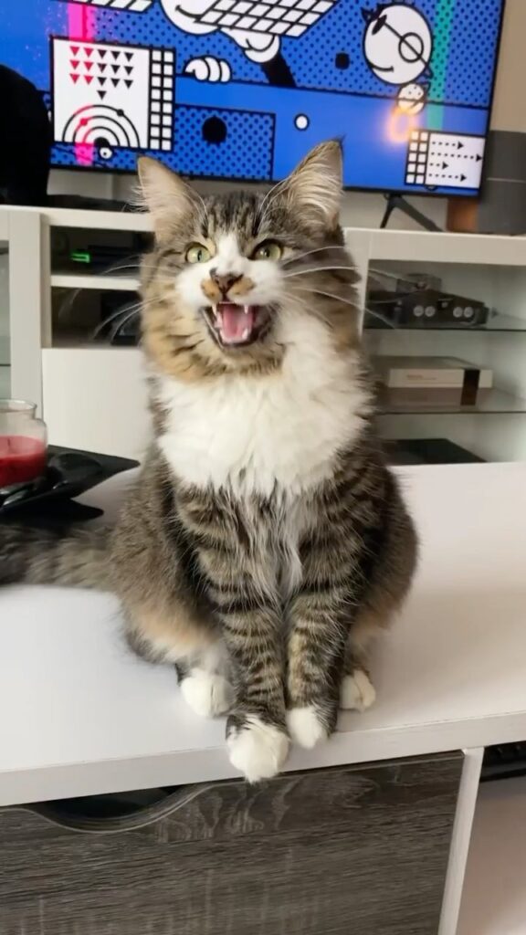Sound on my cute little demon child