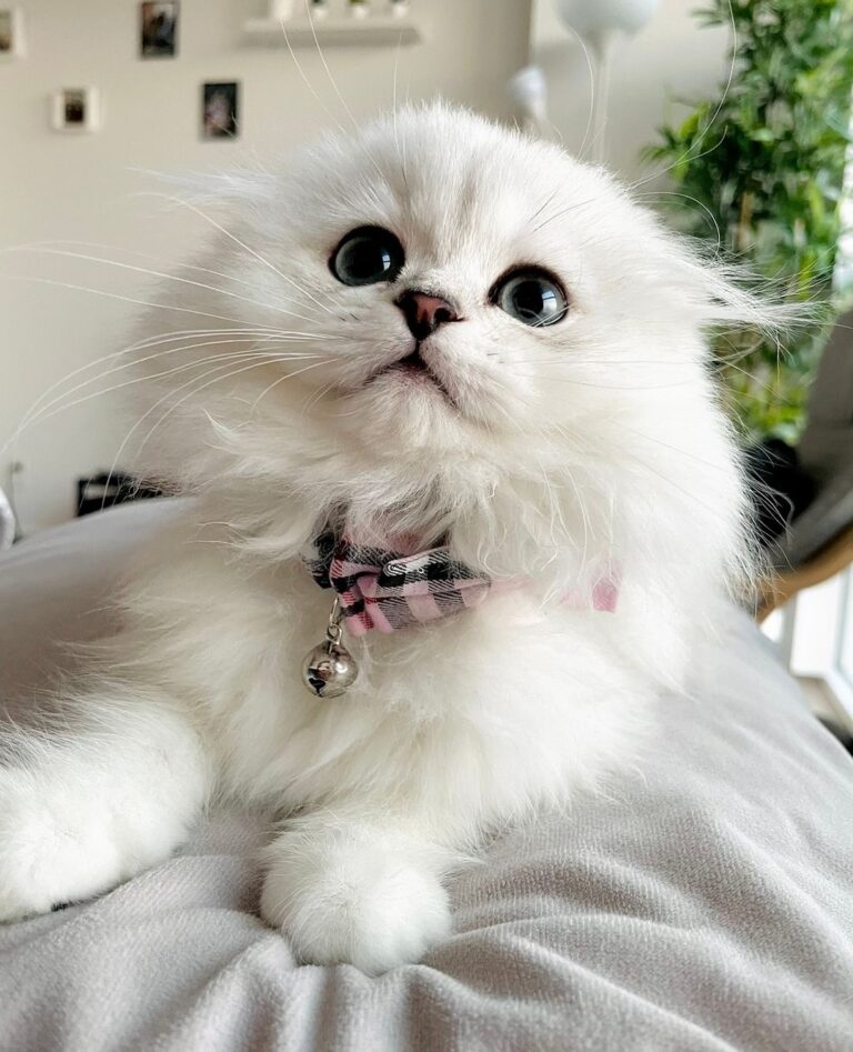 Mochi doesn’t lack of expressions of how he feels