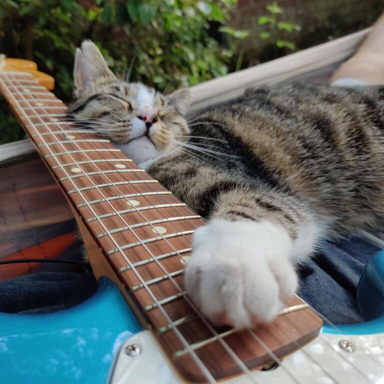 When your Airbnb comes with community cats!