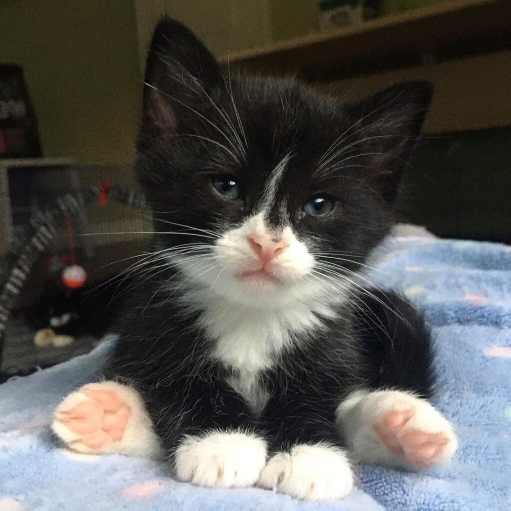 “Here’s a flashback of my favourite nose freckle. Zuriel w