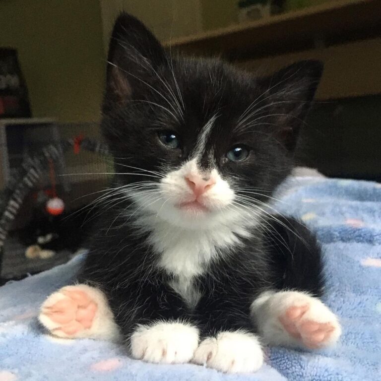 “Here’s a flashback of my favourite nose freckle. Zuriel w
