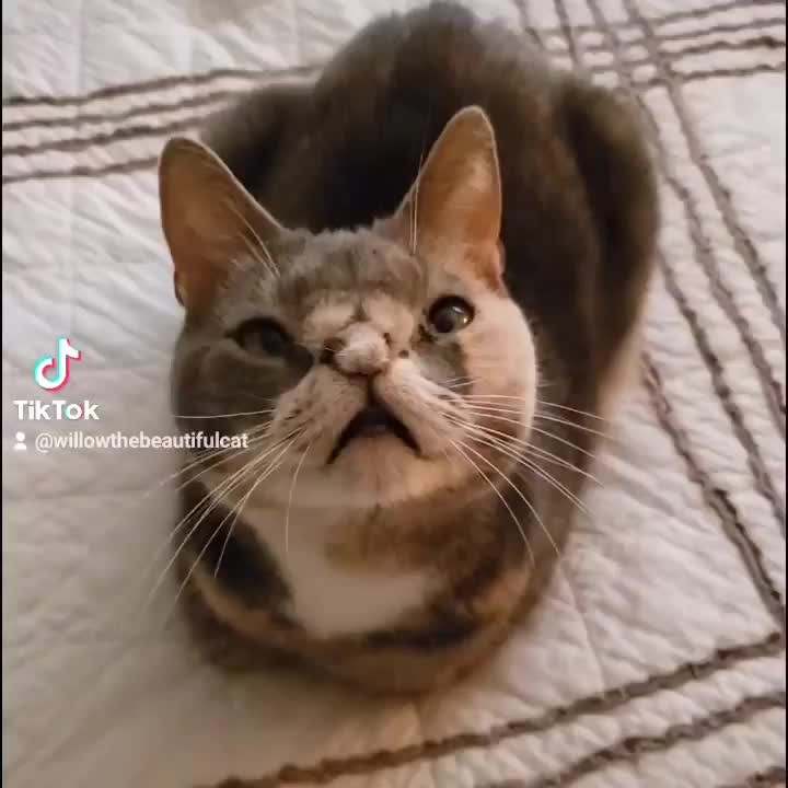 I love when she’s a catloaf.