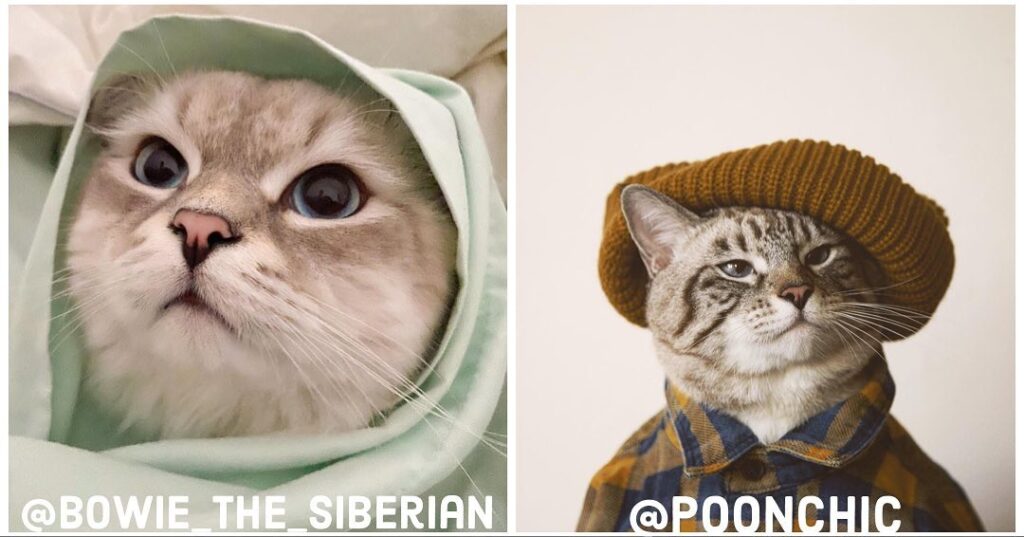 Meet our new, incredible content moderators: @bowie_the_siberian &