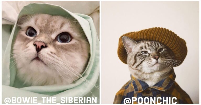 Meet our new, incredible content moderators: @bowie_the_siberian &