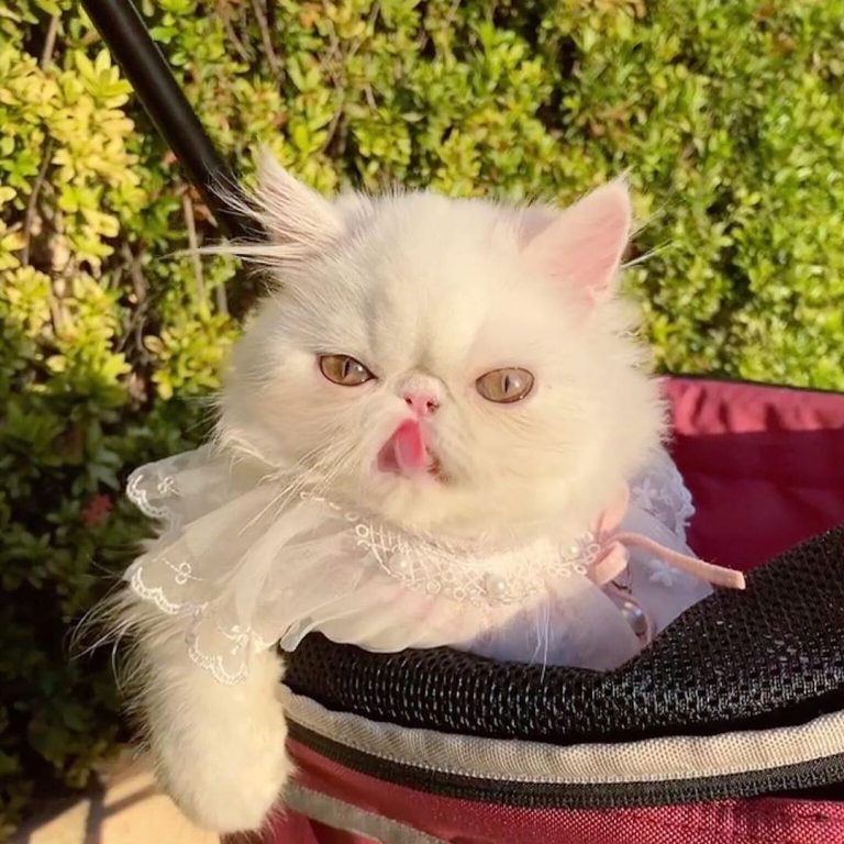 Who has a cat that's 100% diva? @nefertiti_princess_of_purrsia is a self-proclai...