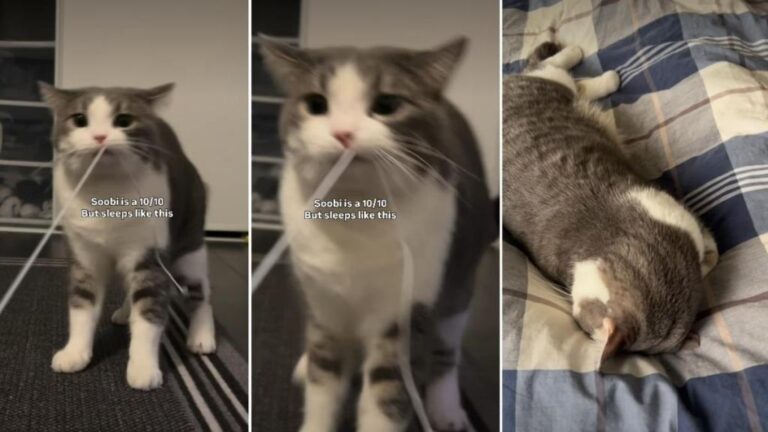 Cat Goes Viral for How She Sleeps