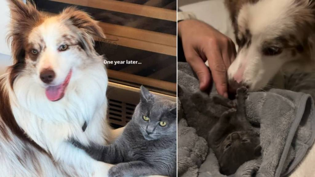 Rescue Cat Is Inseparable From the Dog Who Helped Her Survive & Thrive
