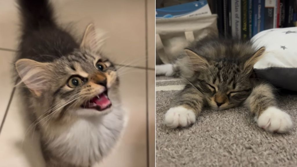Owner Reveals Difference in Kitten Before & After Breakfast