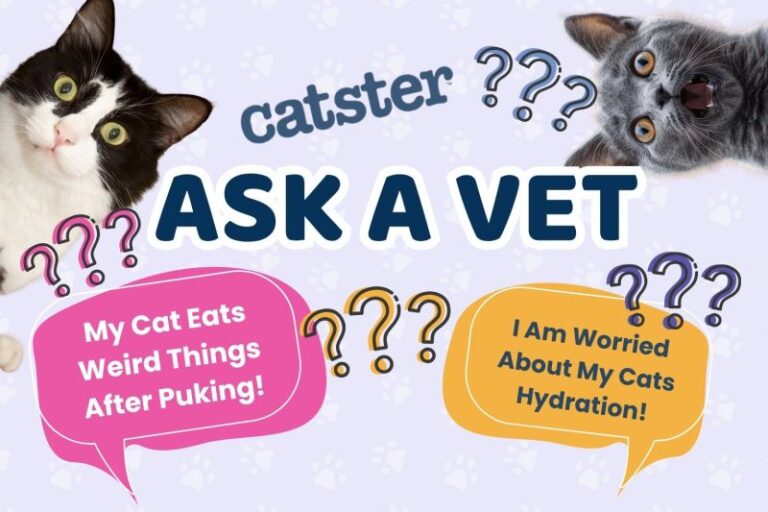 Ask Dr. Paola – Help! I Am Worried My Cat Isn’t Getting Enough Water!