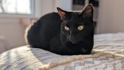 She is purrfect at loafing, full paw tuck activated!
