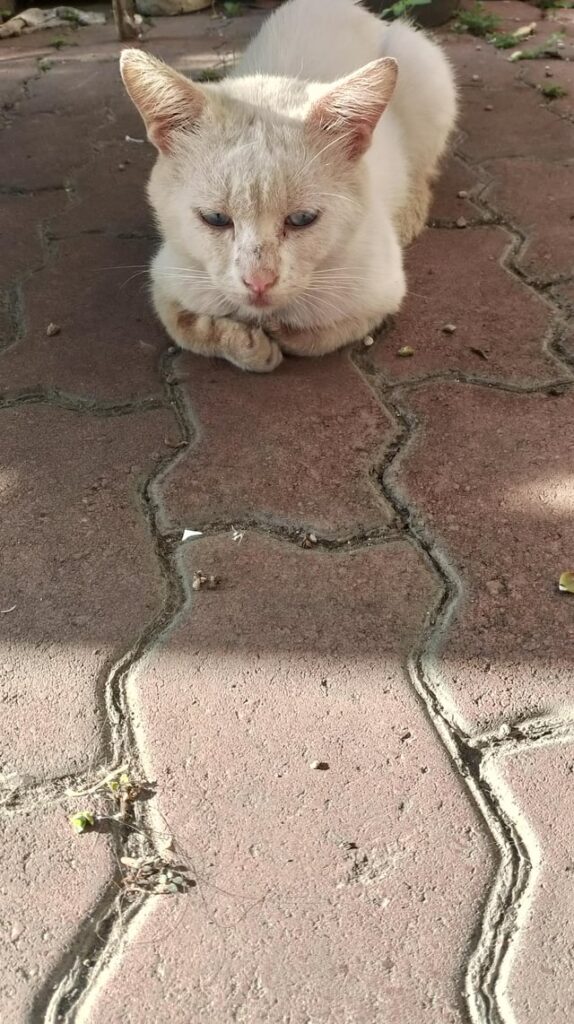 Loaf under the Morning Shade