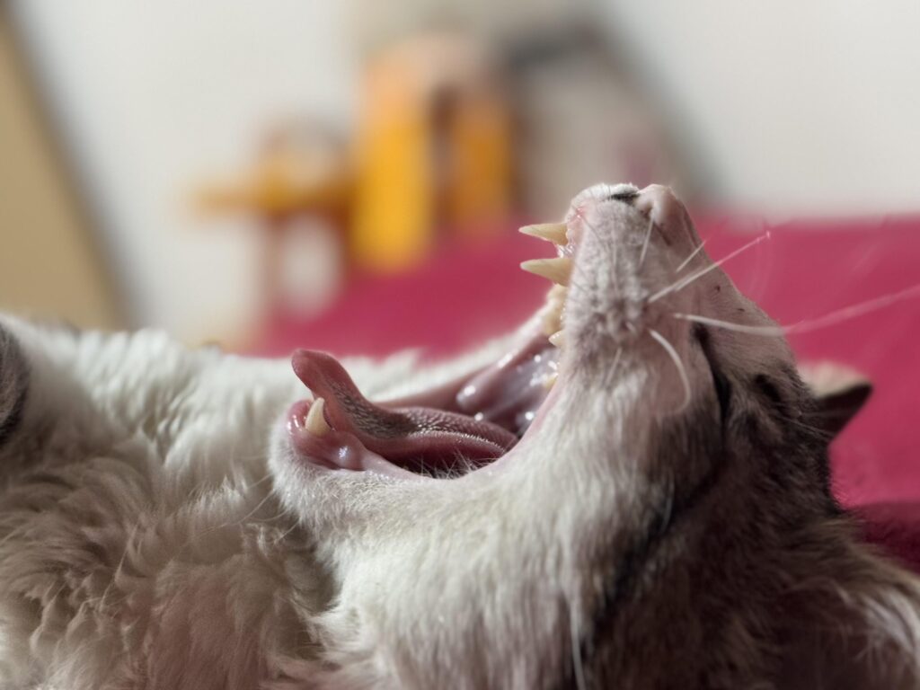 Is he sleepy or is he screaming?