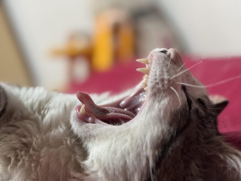 Is he sleepy or is he screaming?