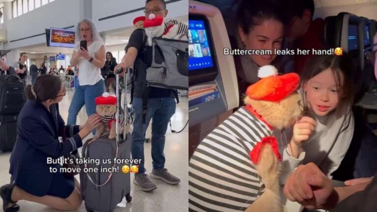 Cats Capture Everyone’s Hearts During Flight to Paris