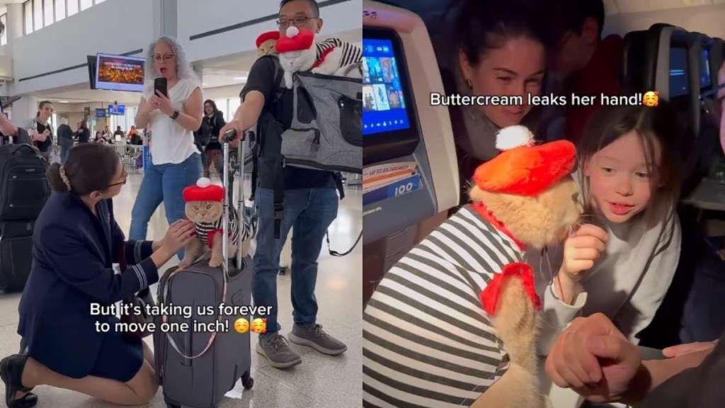 Cats Capture Everyone’s Hearts During Flight to Paris
