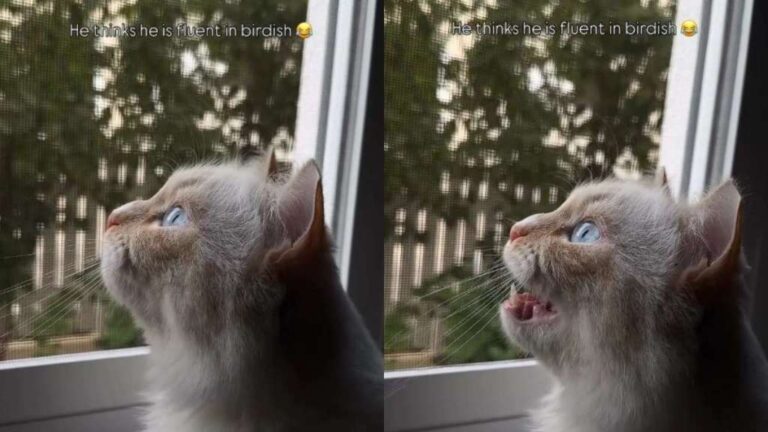 Owner Captures Cat Adorably Talking to Birds in ‘Birdish’