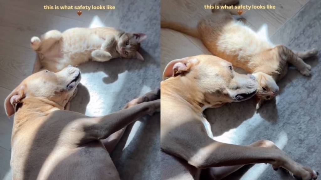 Cat Couldn’t Feel Safer With a Dog by His Side as They Soak up Some
