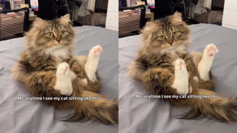 Cat Goes Viral for Making This Unique Sitting Posture