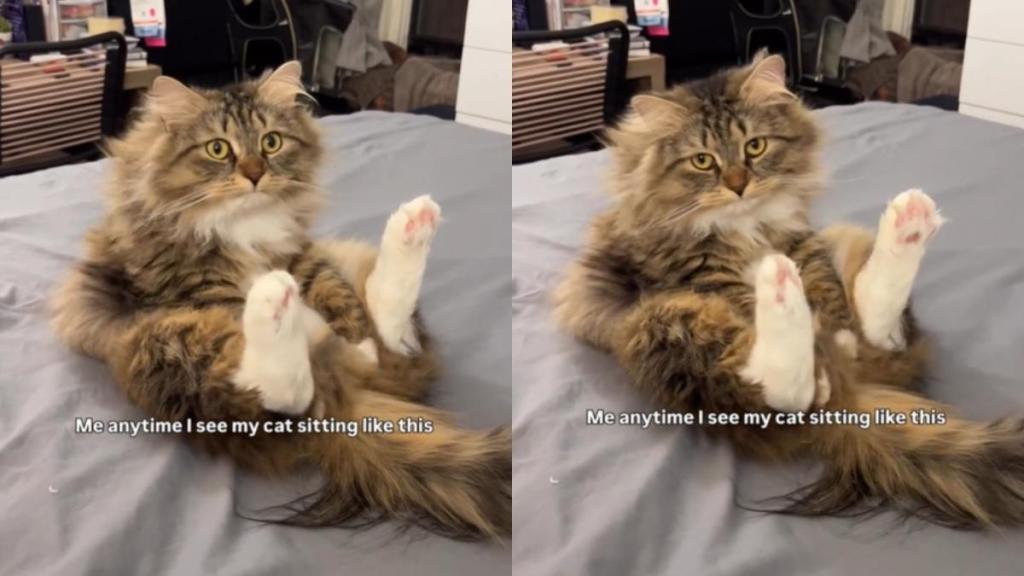 Cat Goes Viral for Making This Unique Sitting Posture