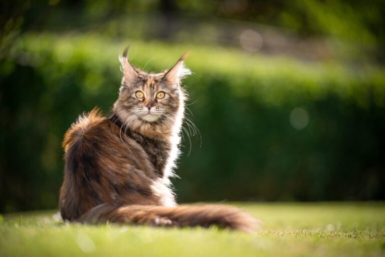 Boost Your Cat’s Protection This Summer with Great Deals on Flea &