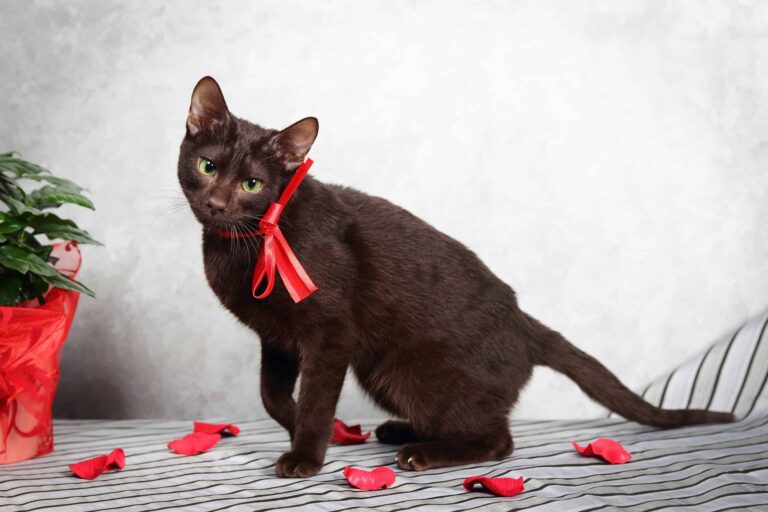 The Rarest Cat Coat Colors And Patterns
