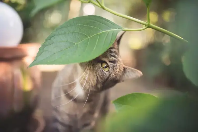How Do Cats Communicate With Each Other?