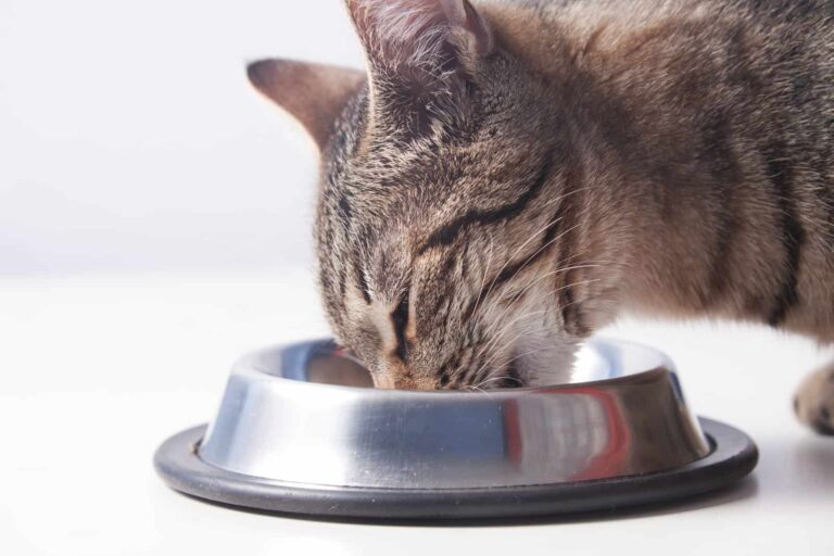 Why Do Cats Close Their Eyes When They Eat?