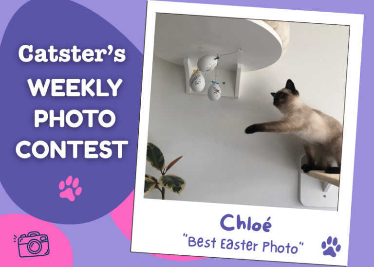 Catster’s Weekly Photo Contest Winners: Best Easter Photo (April 9,