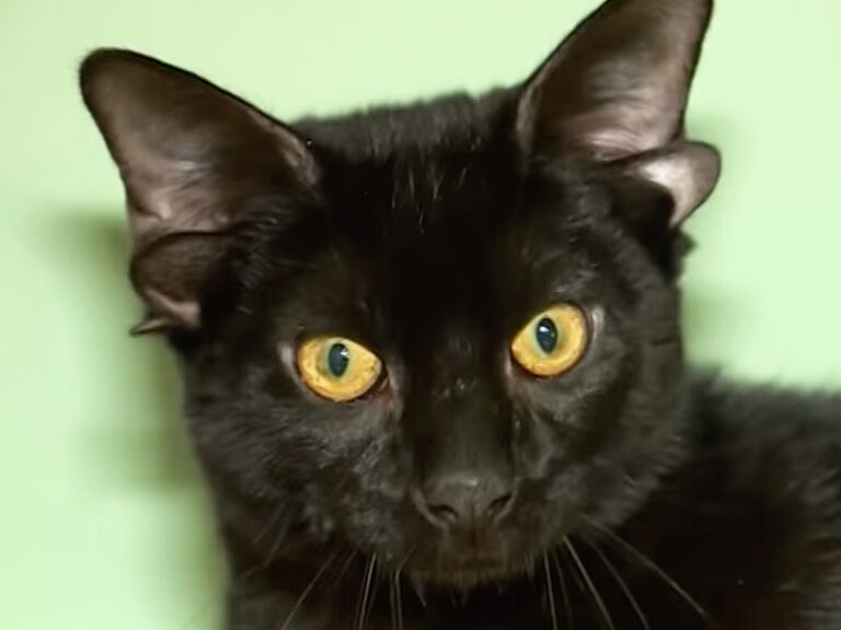 Meet Dobby the Black Kitten Born with Four Ears!