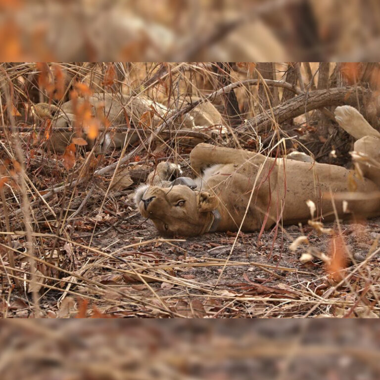 Conservationists Save Rare West African Lioness from a Prickly Fate