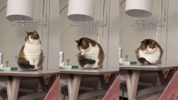 Why Do Cats Groom Each Other?