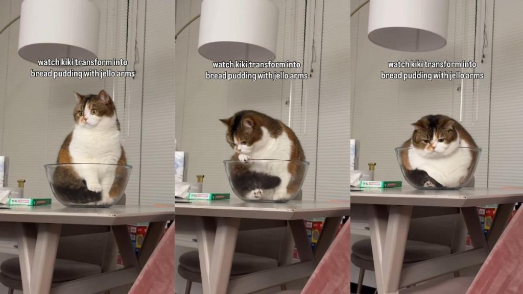 Why Do Cats Groom Each Other?