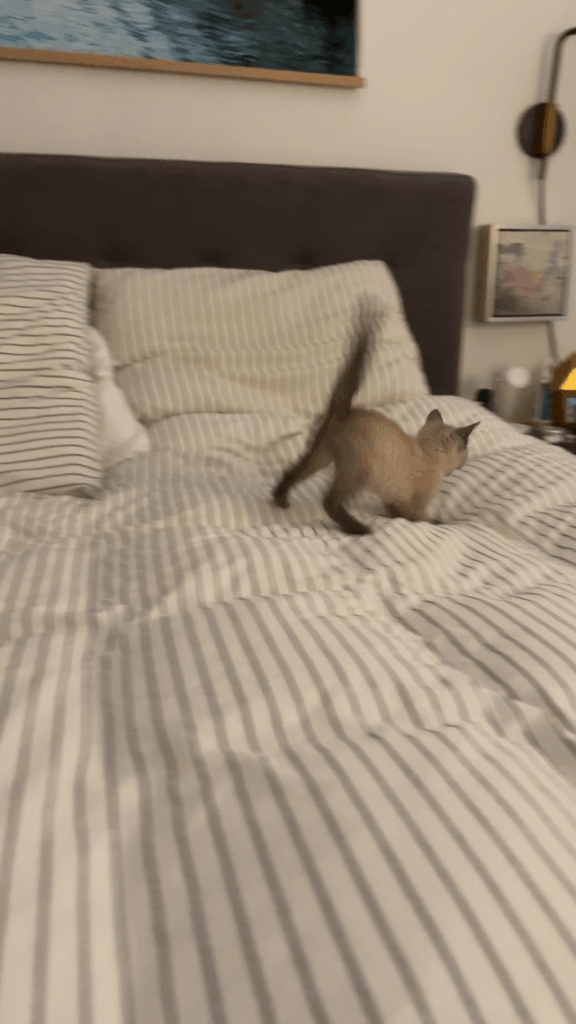 One little kitten jumping on the bed