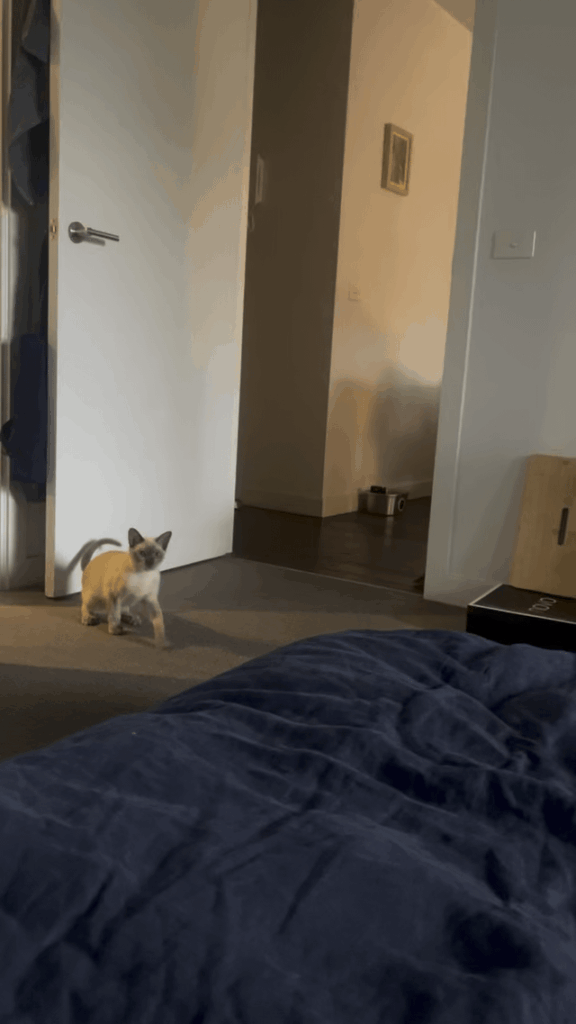 Recently discovered our kitten plays fetch.