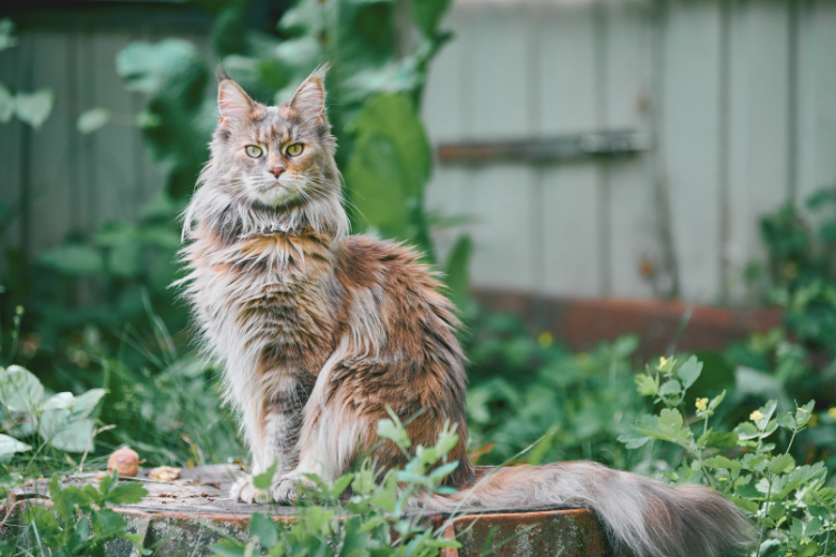 Feline 411: All About Maine Coon Cats