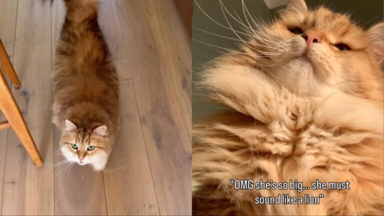 Fluffy Cat Making Adorable ‘Squeaky’ Sounds Steals Hearts