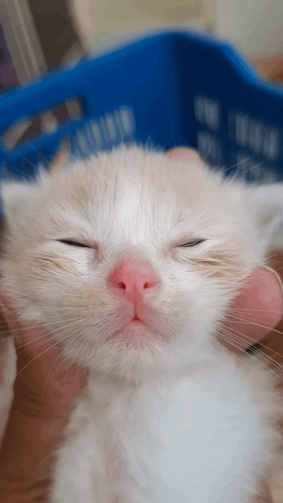 Tiny purr, big love