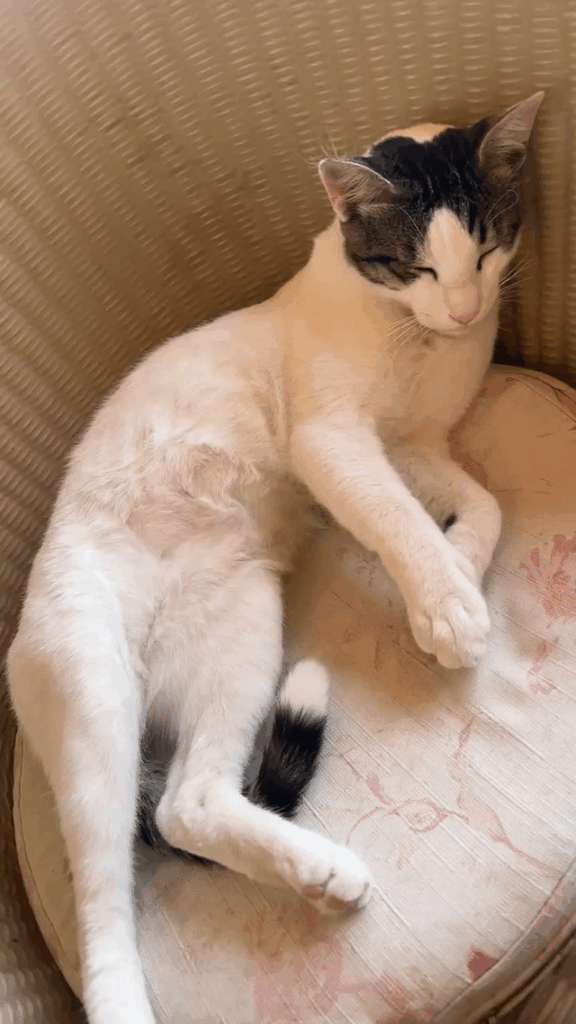 Cats don’t like belly rubs