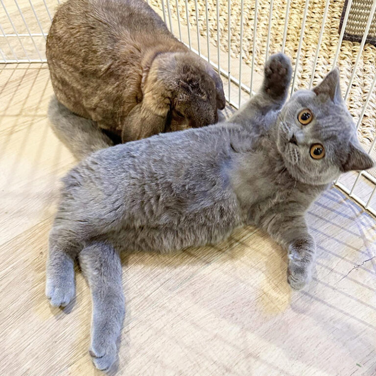Prettiest Foster Kittens Sam and Sydney Fly Away for Furever Home