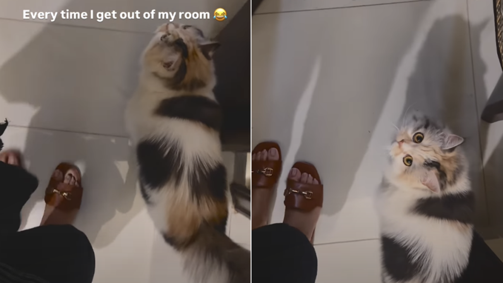 Cat Follows Owner’s Every Step in Most Adorable Way