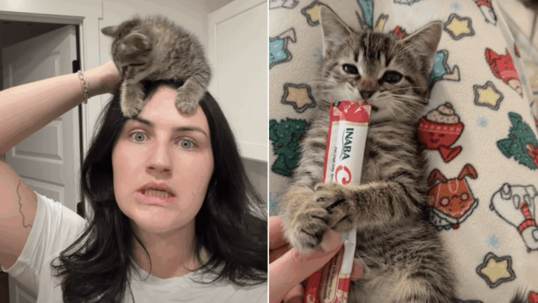 Foster Kitten’s Bedtime Routine Will Melt Your Heart