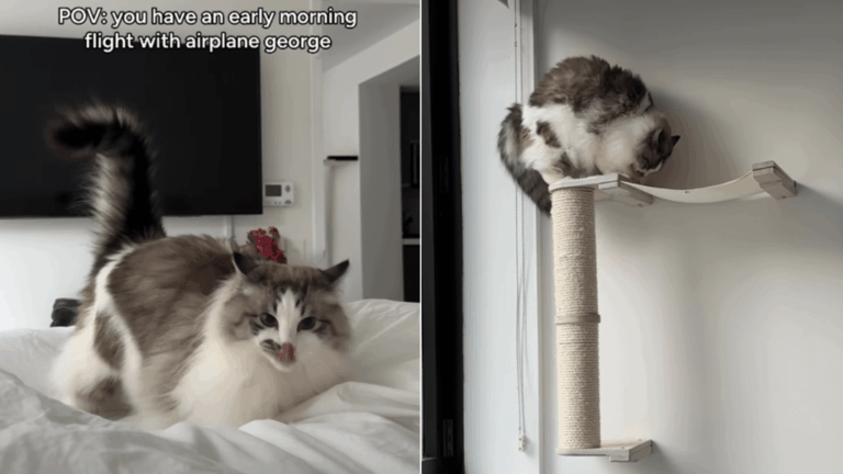 Cat’s Early Morning ‘Flight’ Routine at Home Is Super Fun