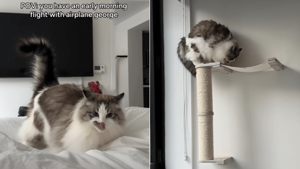 Cat’s Early Morning ‘Flight’ Routine at Home Is Super Fun
