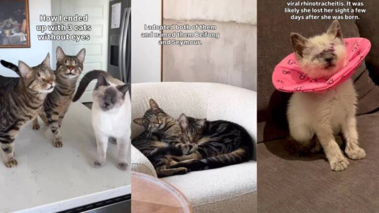 These 3 Special Needs Cats Are No ‘Different’ Than Others