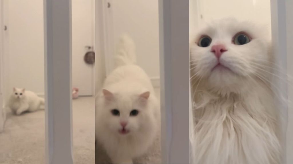 Cat’s ‘Adorable’ Greeting for Owner Steals Hearts